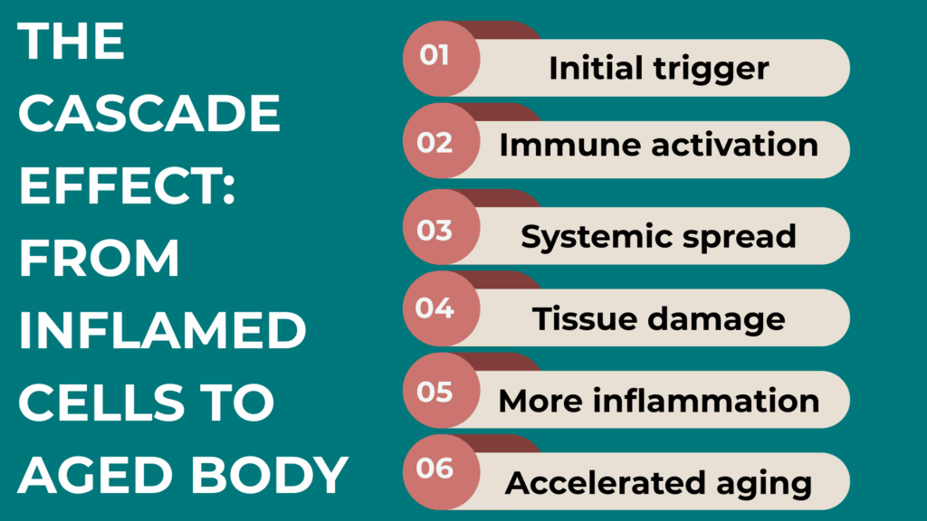 The Cascade Effect From Inflamed Cells to Aged Body