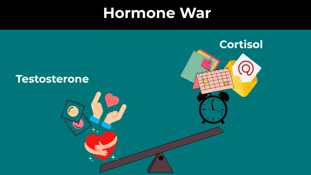 The Cortisol Testosterone War Inside Your Body