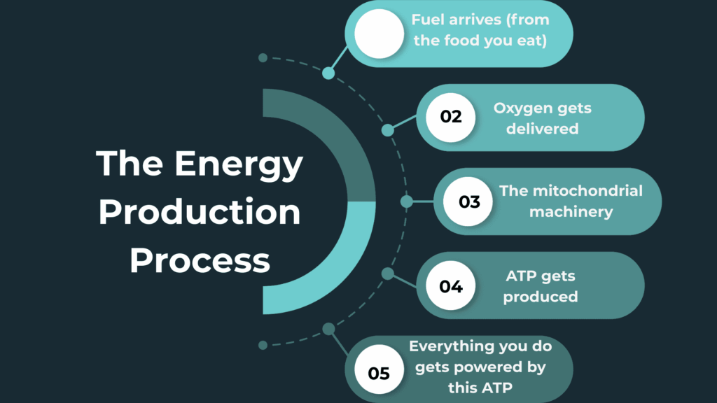 The Energy Production Process