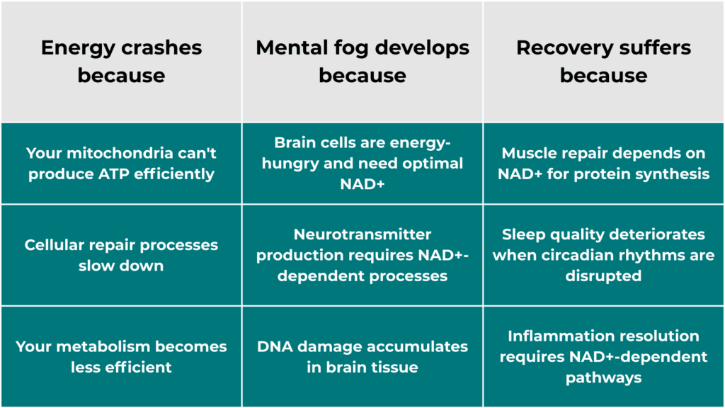 NAD+ - The Connection to Everything You Care About