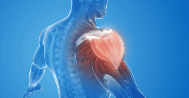 How Peptides Support Tendon Ligament Muscle Repair