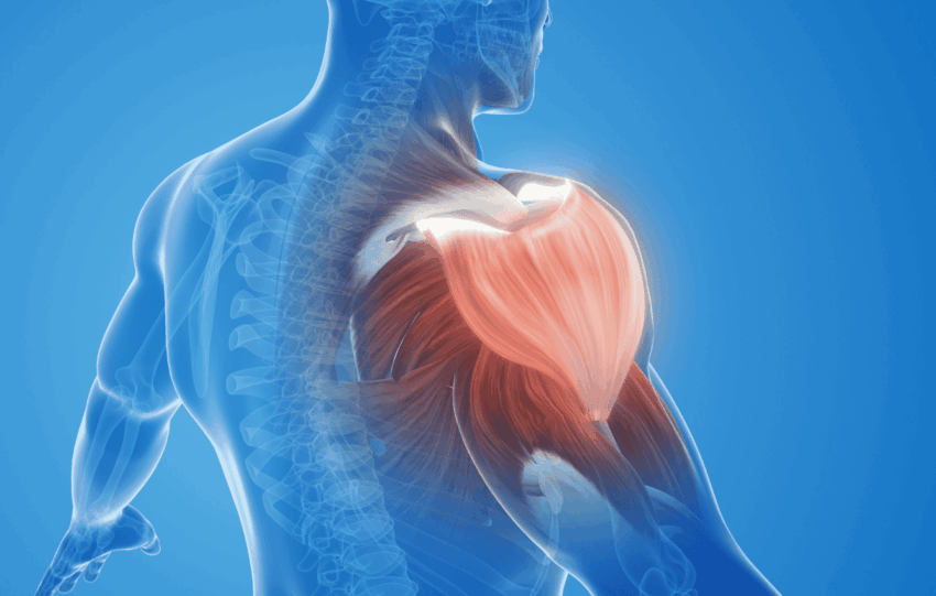 How Peptides Support Tendon Ligament Muscle Repair