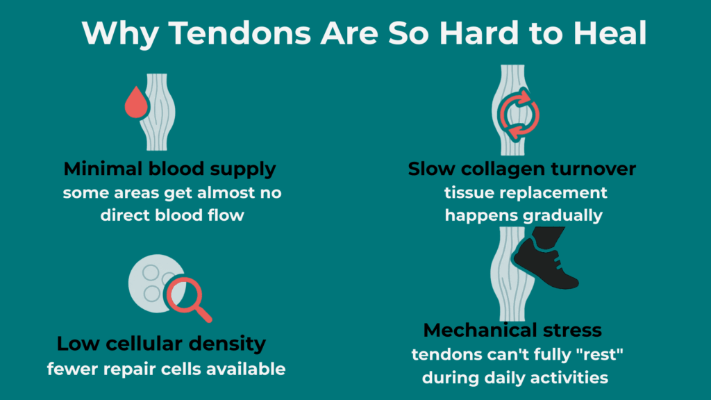 Peptides - Why Tendons Are So Hard to Heal